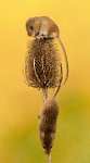 254 - HARVEST MICE ON TEASEL - CROOK SANDRA - united kingdom <div